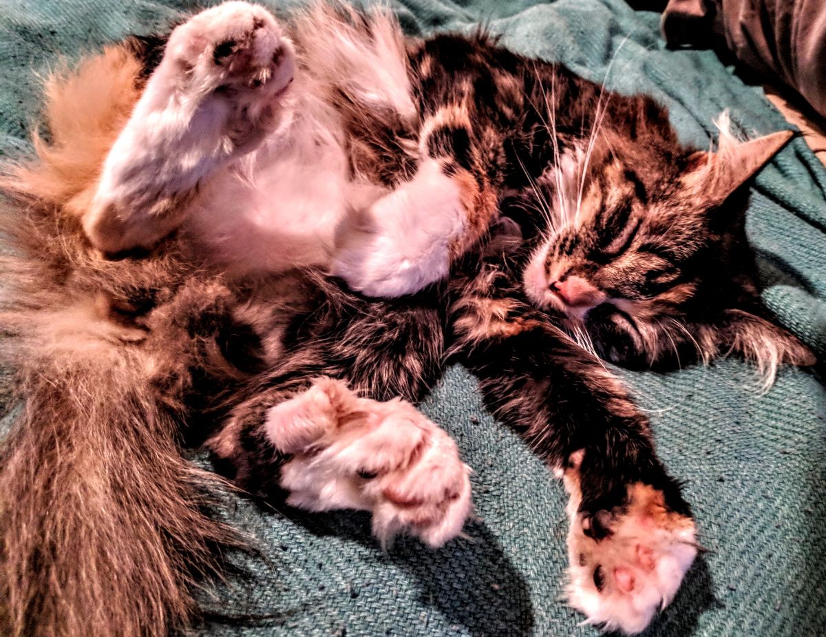 A brown maine coon lying on a bed.