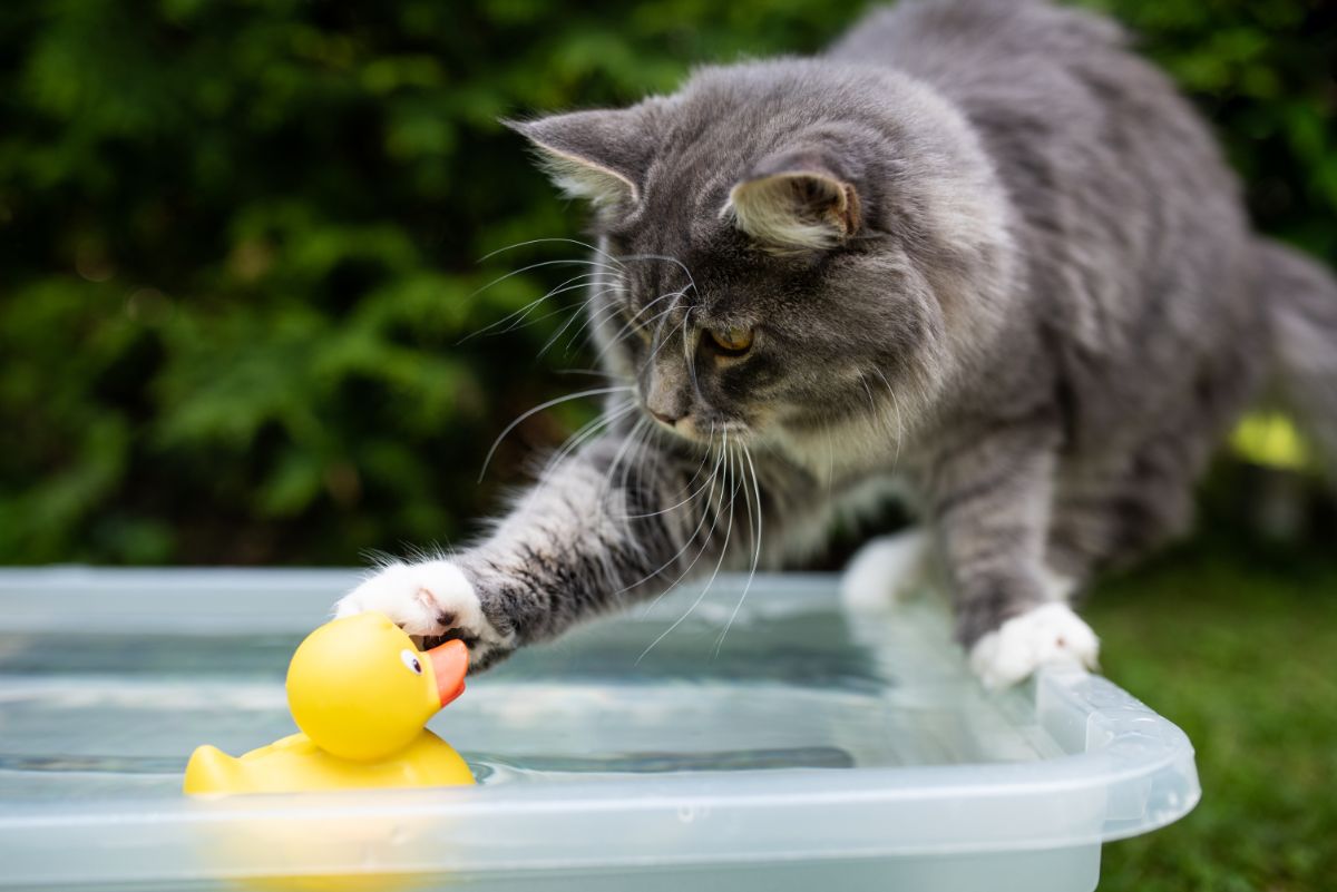 A blue tabby maine coon playing with a rubber duck.