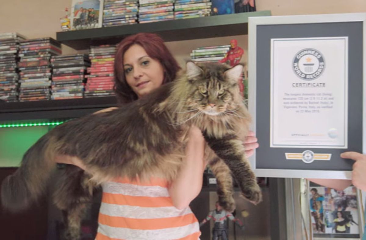 A woman holding a huge brown maine coon cat.