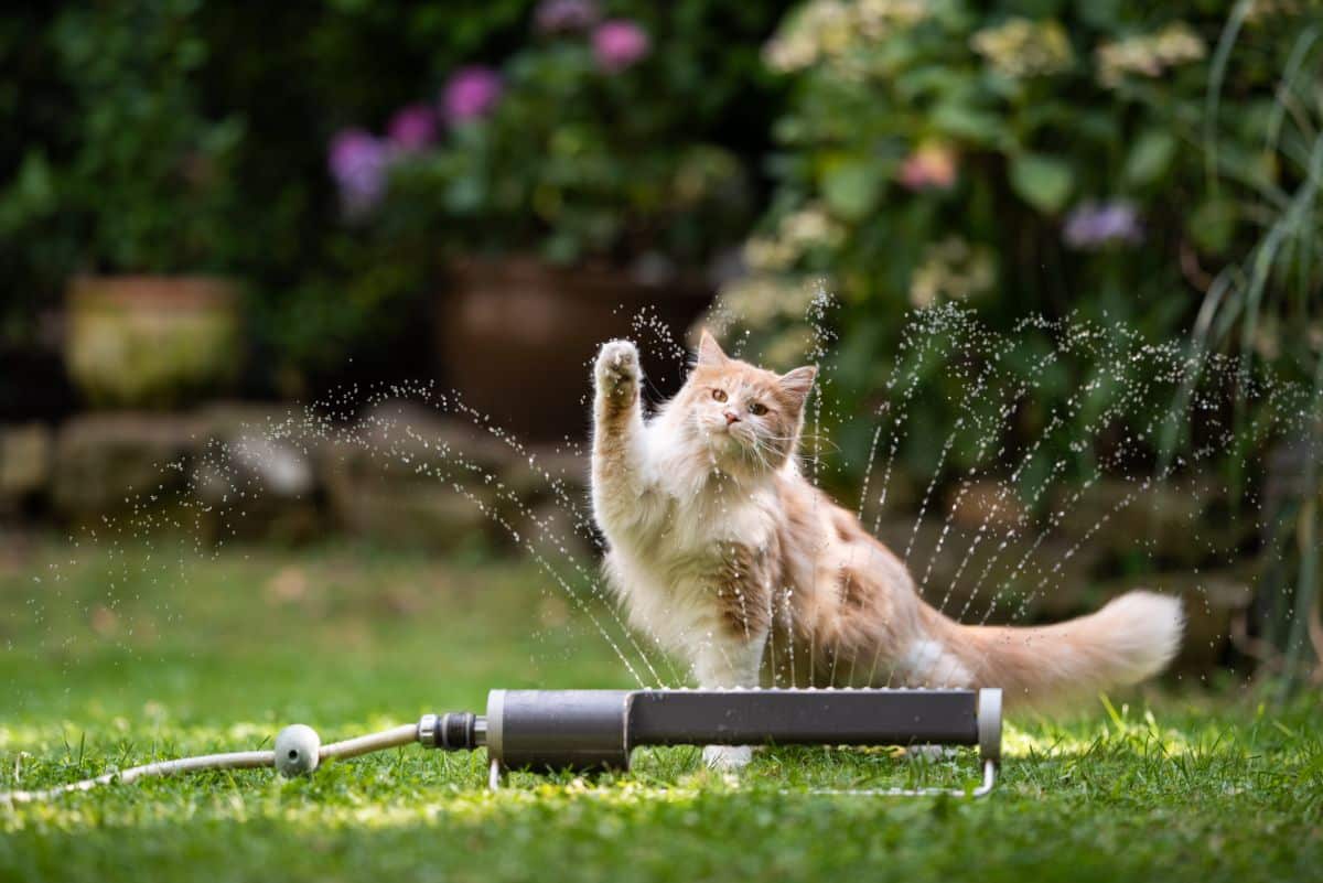 A ginger maine coon playing with a garden water sprinkler.
