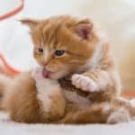 A cute ginger maine coon kitten licking own paws.