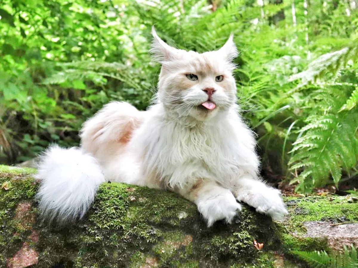 A huge fluffy white maine coon cat sitting on a rock.