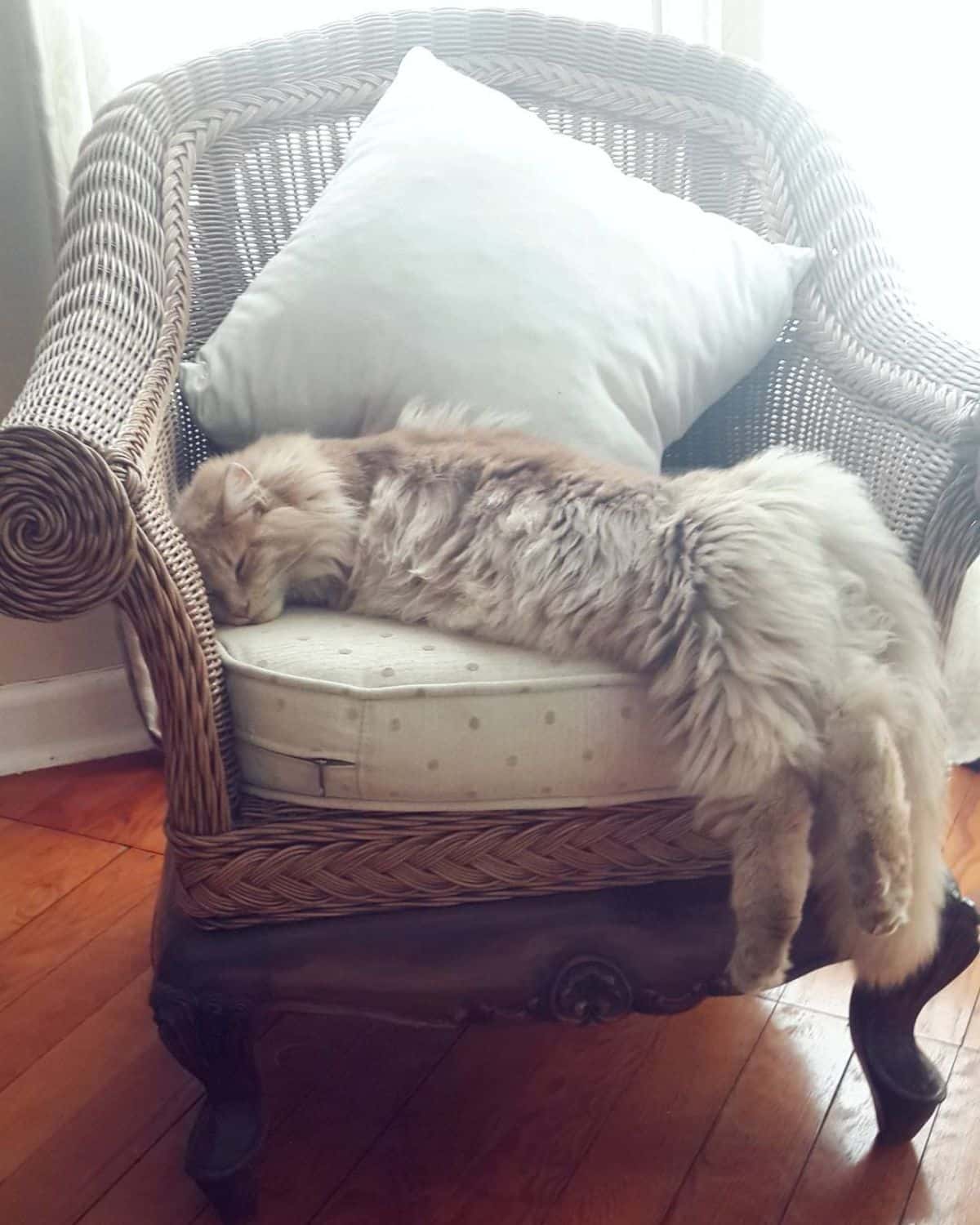 A big fluffy maine coon sleeping on a chair.