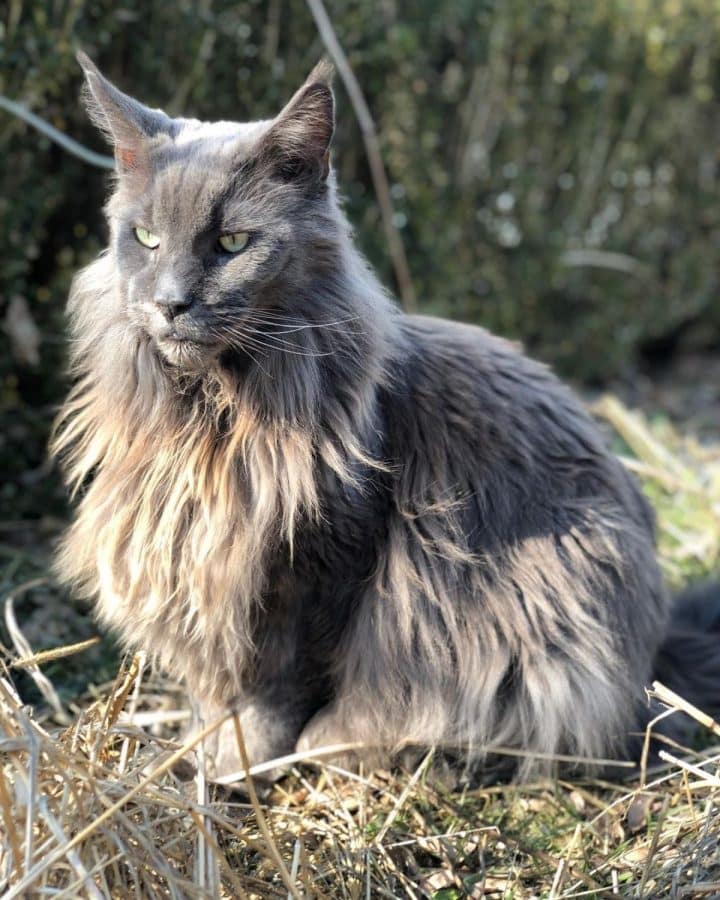 9 Most Famous Maine Coon Cats in the World - MaineCoon.org