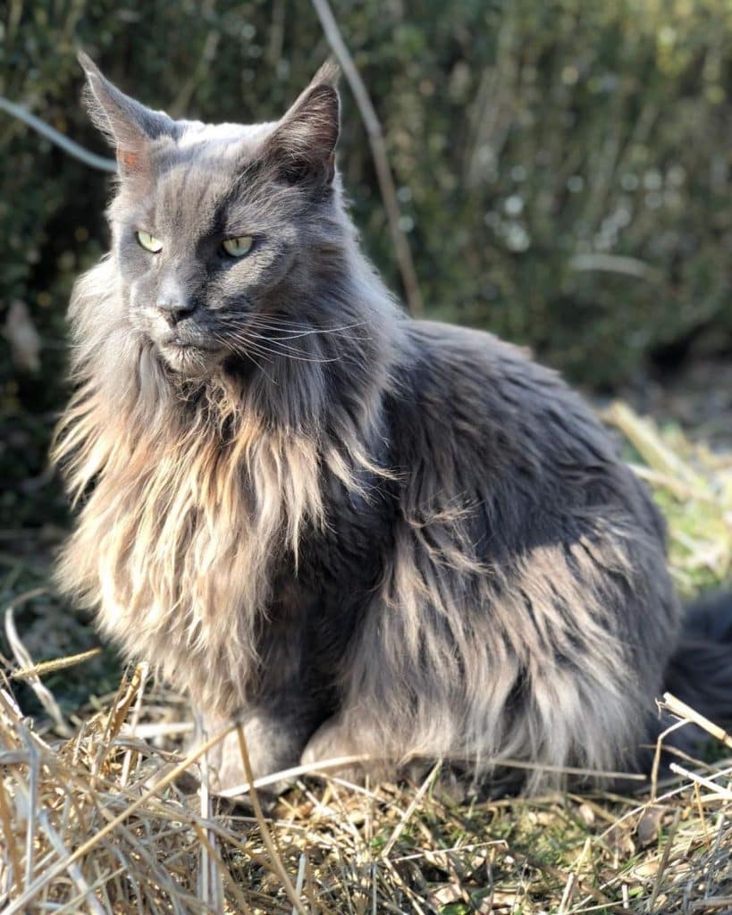 21+ Largest Maine Coon Cats in the World - MaineCoon.org