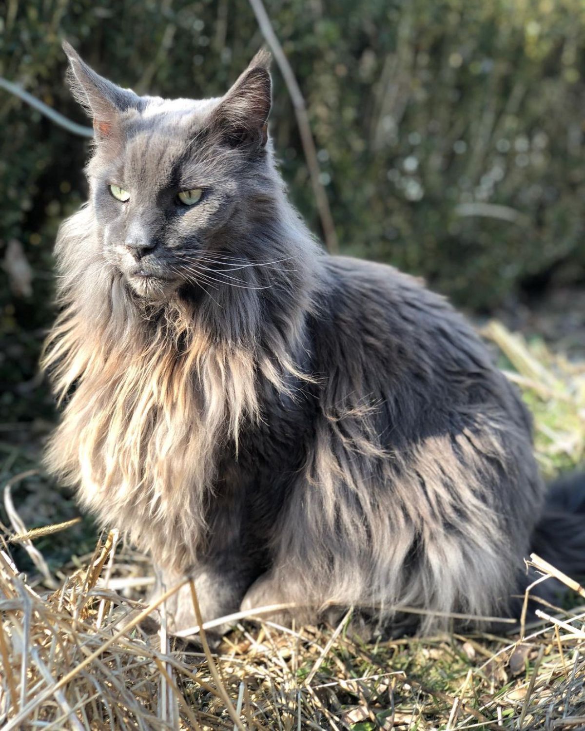 A big fluffy gray maine coon cat sitting on a straw.