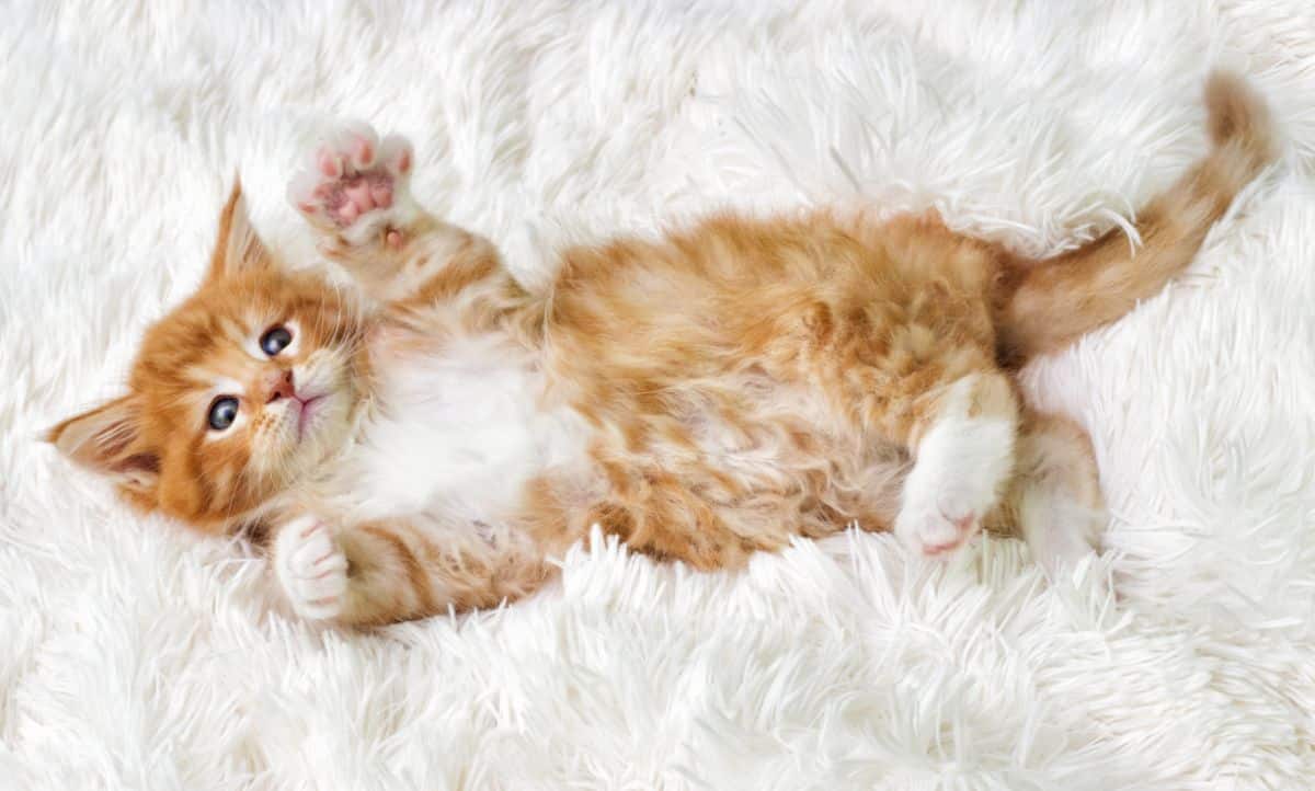 A gigner fluffy maine coon kitten laying on a white rug.