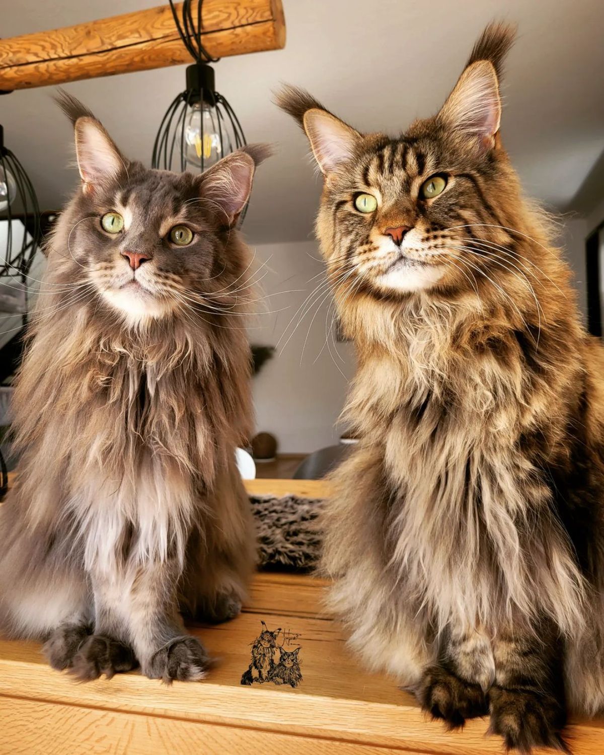 Two big fluffy maine coon cats sitting on wooden stairs.

