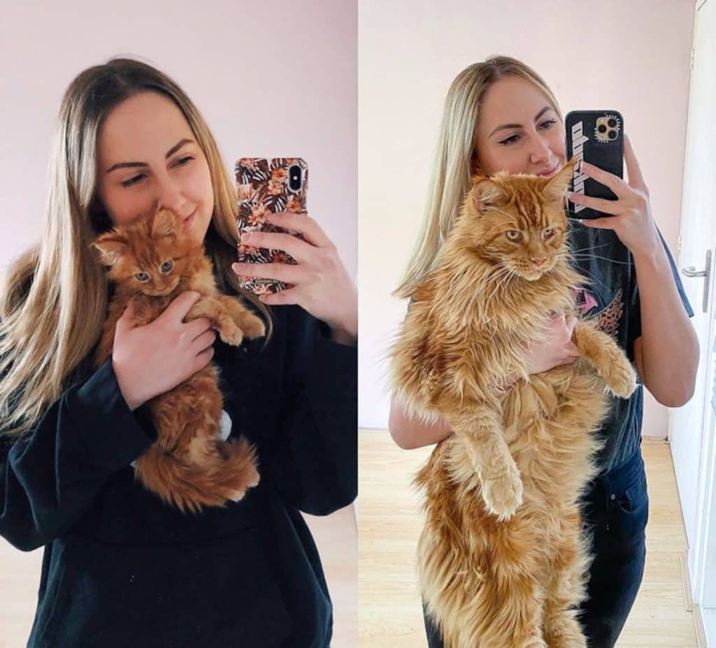 11 Adorable Maine Coon Growth Pictures (from Kitten to Adult