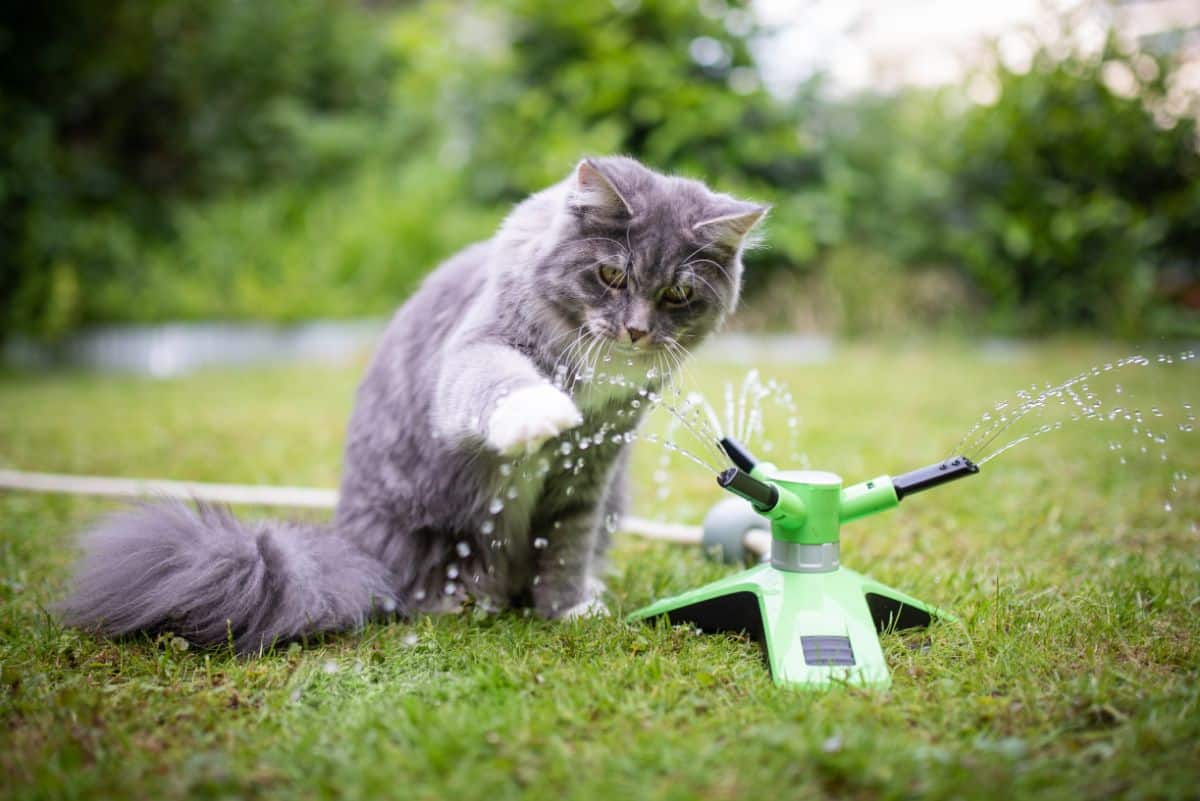 A gray maine coon cat playing with a water sprinkler in a backyard.