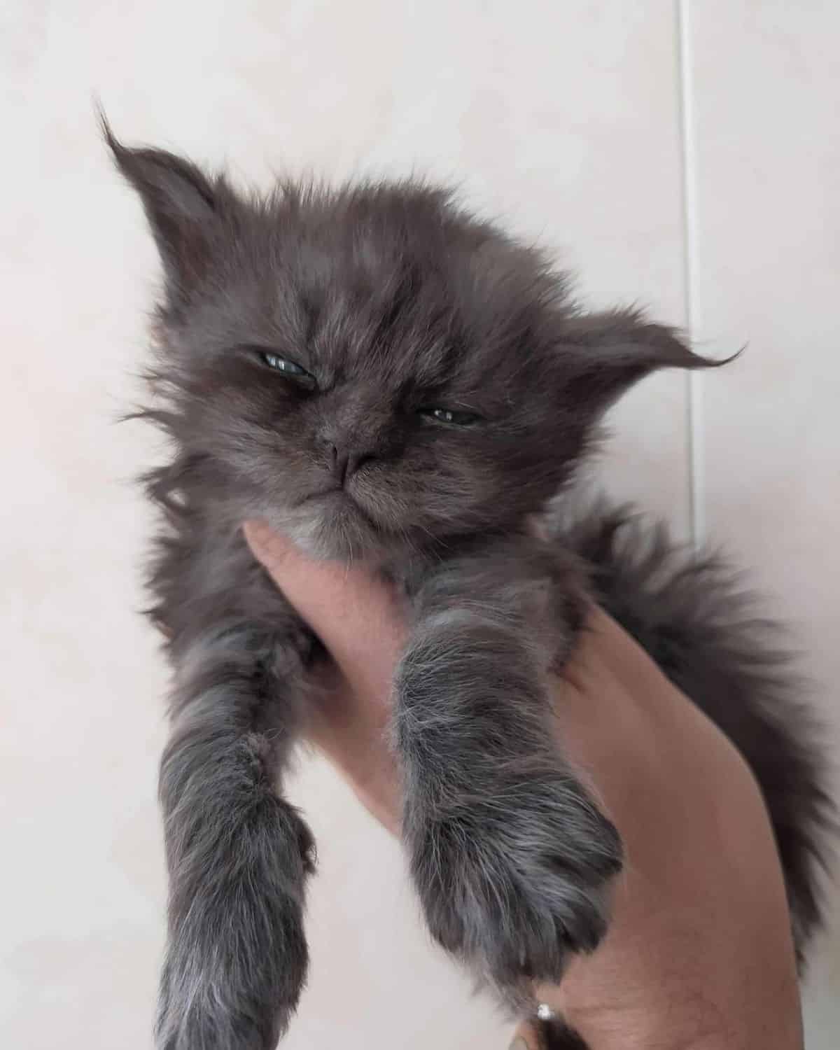 A tiny fluffy gra maine coon kitten held by hand.