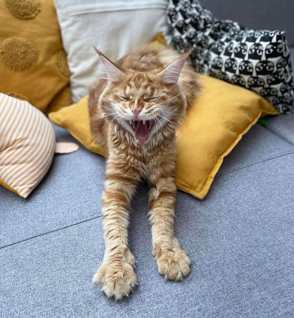 A ginger maine coon stretching its paws.