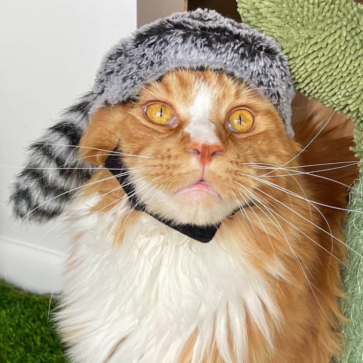 A ginger maine coon with a hat.
