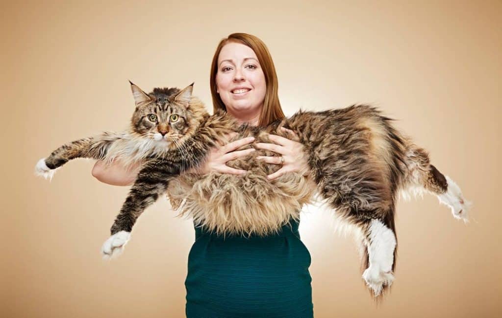 21-largest-maine-coon-cats-in-the-world-mainecoon