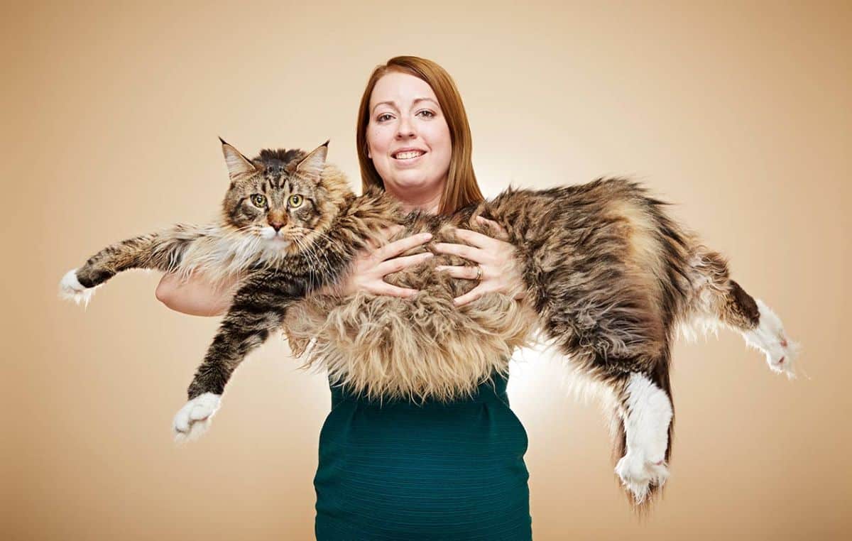 A woman holding a brown maine coon cat.