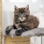 A gray maine coon kitten sitting on a cat tree.