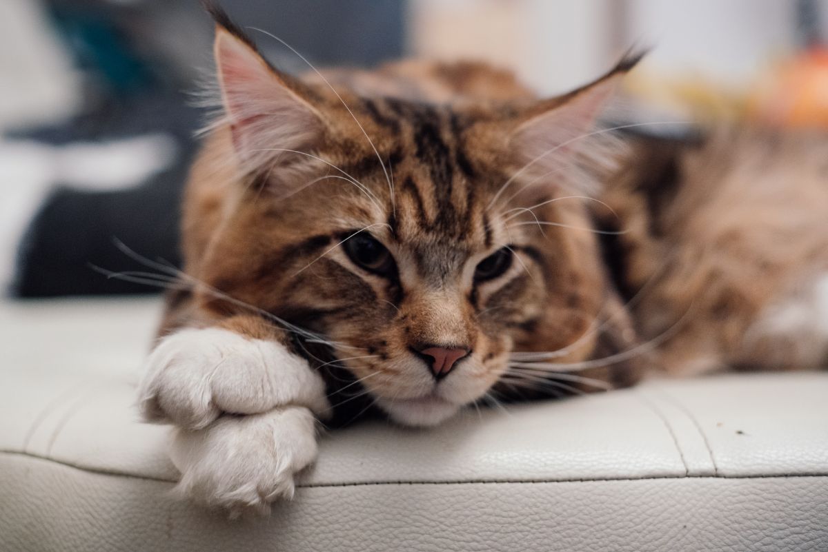 A brow maine coon lying on a sofa.