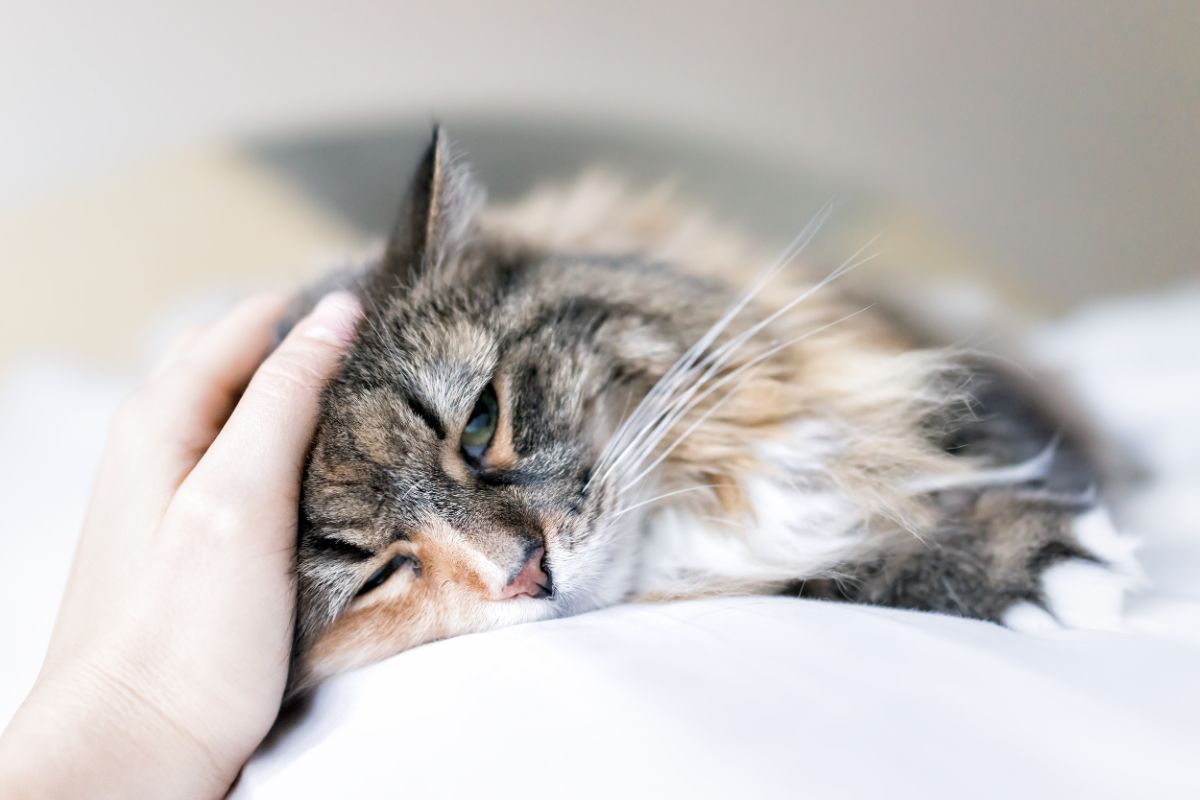 Human hand petting a lying gray maine coon cat.