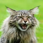 A gray hissing maine coon.