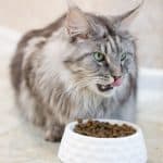 A gray maine coon eating food from a white bowl.