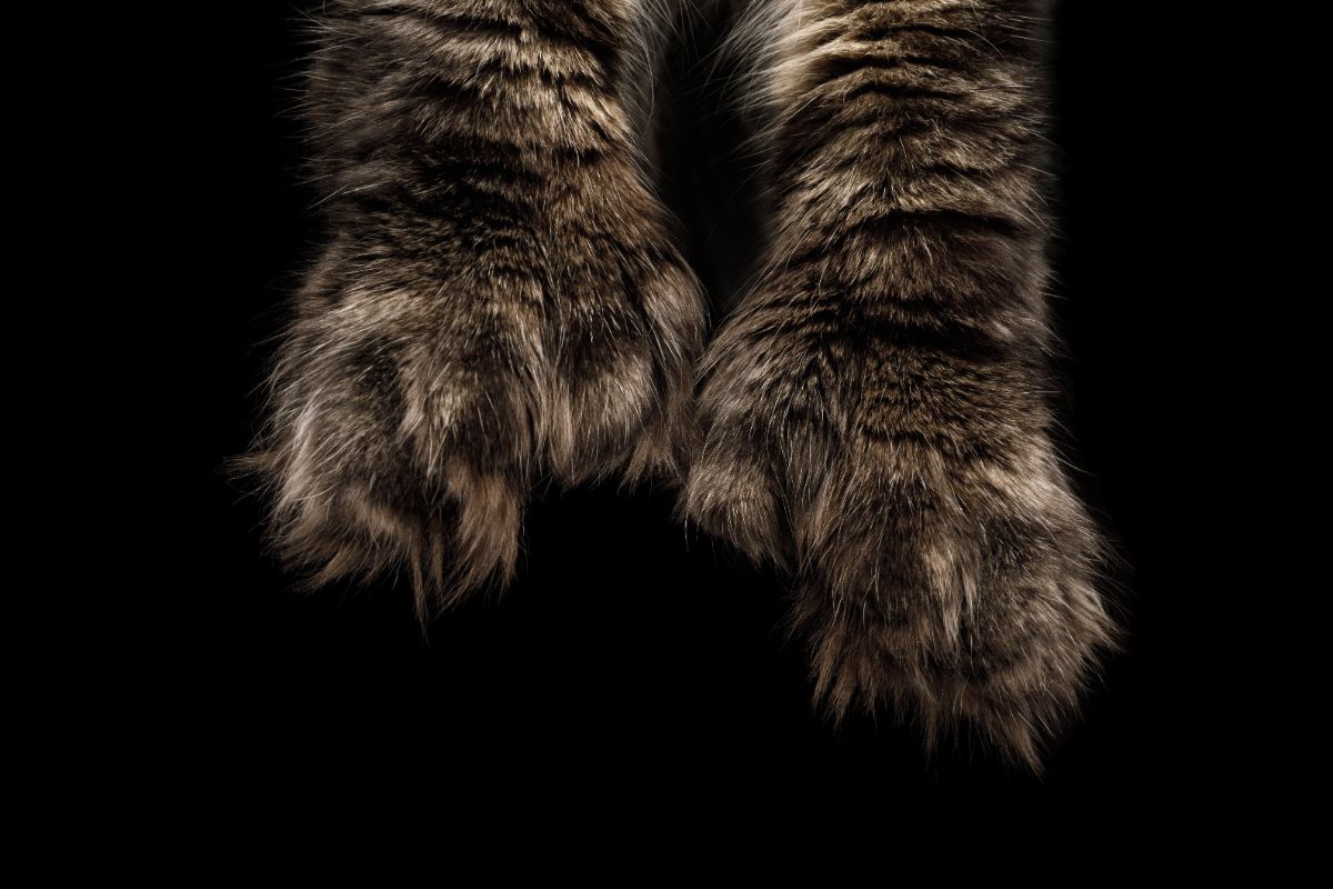 A close-up of big maine coon paws.
