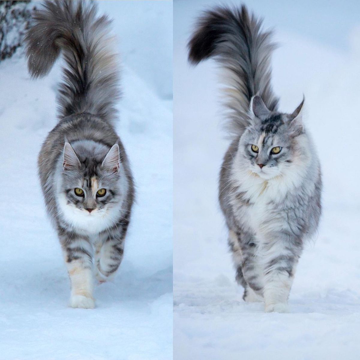 Two images of gray fluffy maine coon in snow.