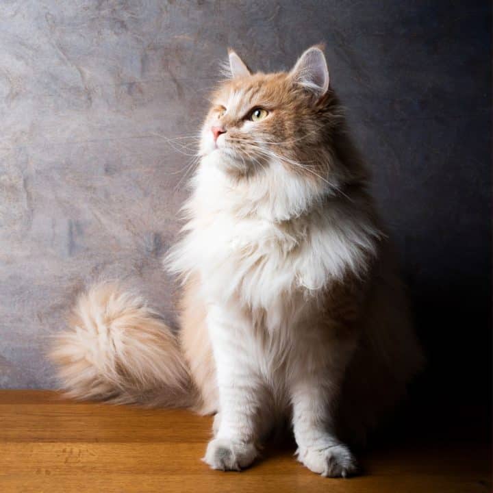 Do Maine Coons Get Along With Dogs? (Here's the Truth)