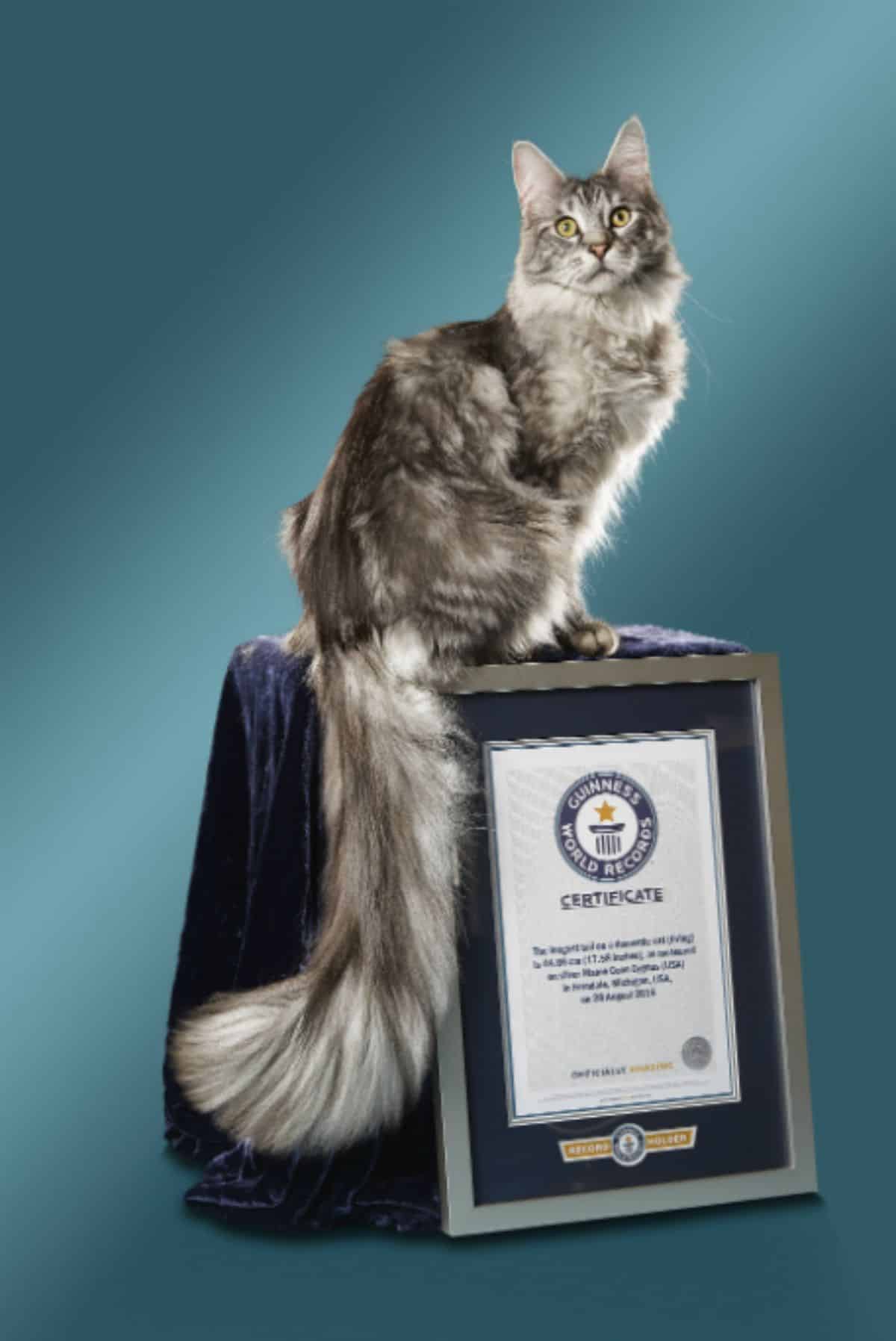 A gray maine coon cat sitting on a piedestal.