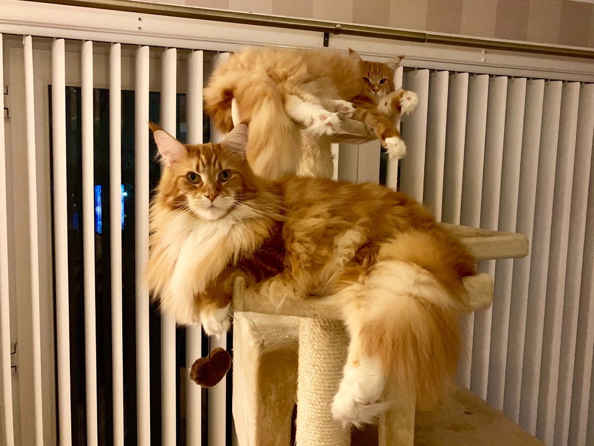 Two fluffly maine coons resting on a cat tower..