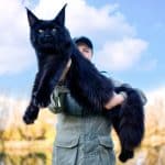 A woman holding a huge black maine coon cat.
