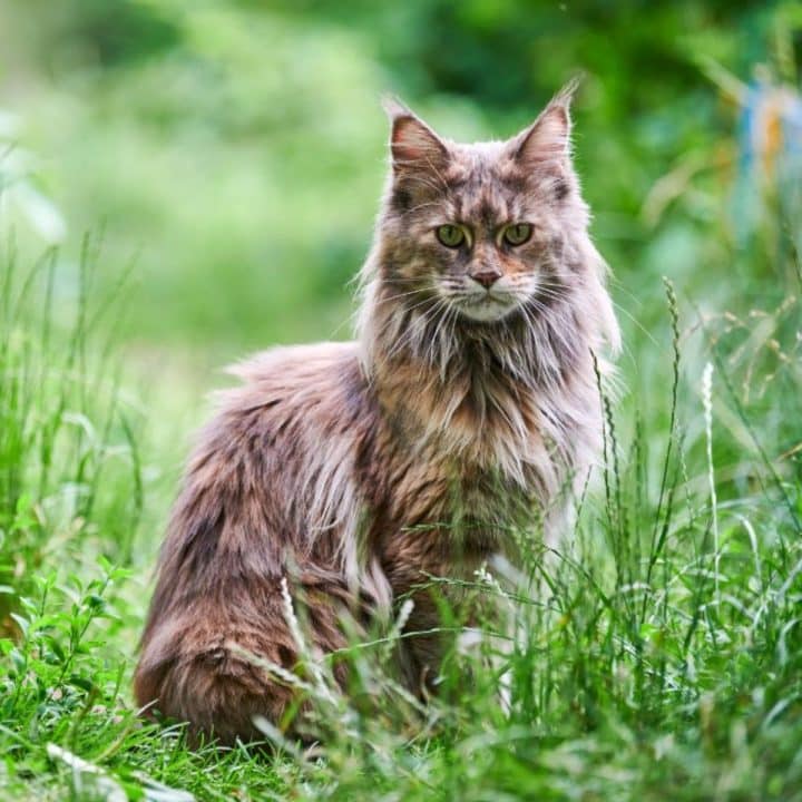 How Much Are Maine Coon Cats (Prices in 2022)