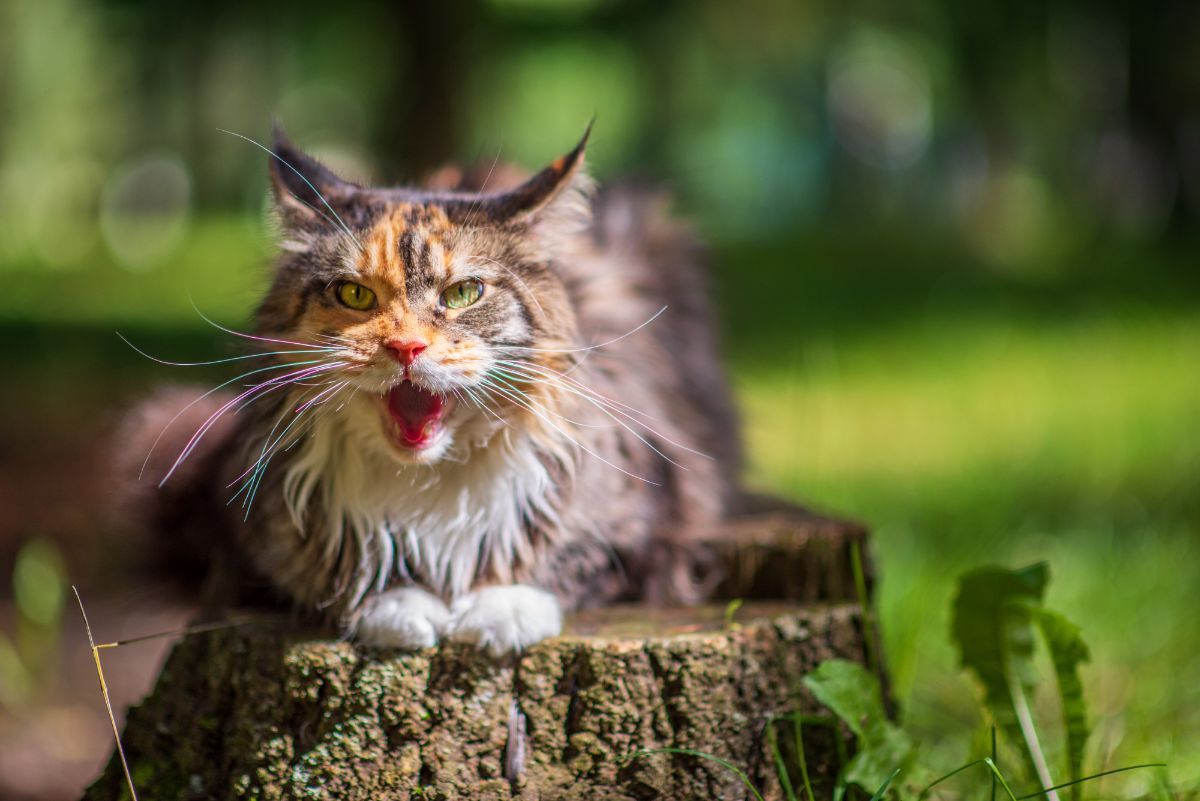 21 Reasons Why Your Maine Coon Cat Is Mean