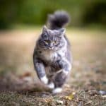 A big gray maine coon cat running towards camera.