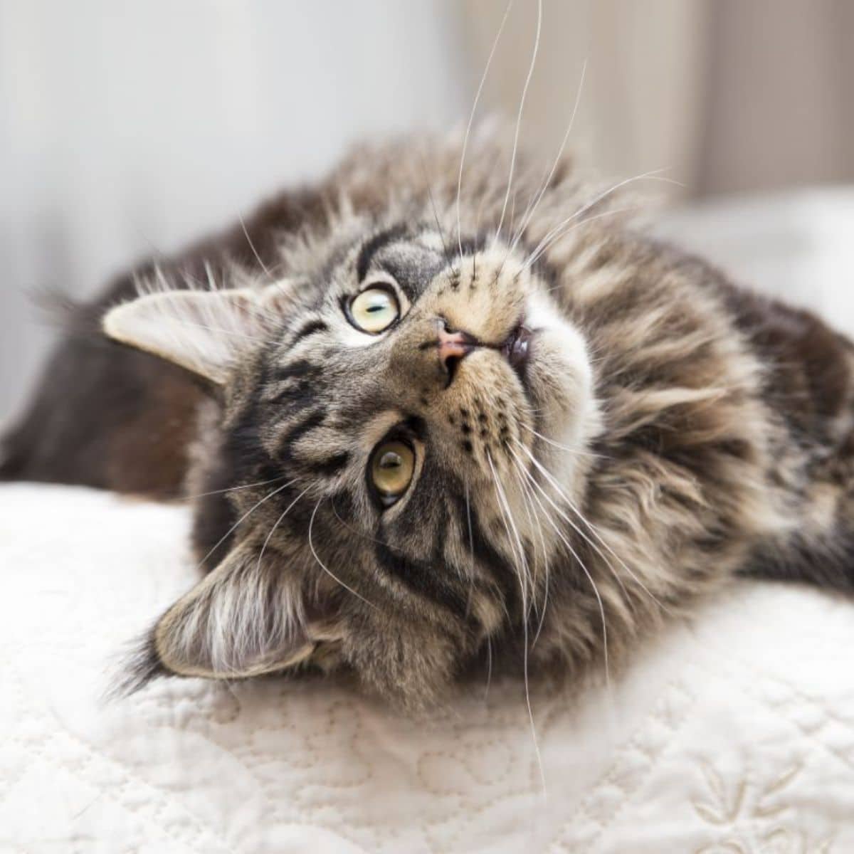 Why Are Maine Coons So Big? (11 Surprising Facts)