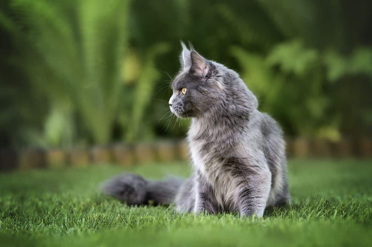 A gray fluffy maine coon siting on green grass.