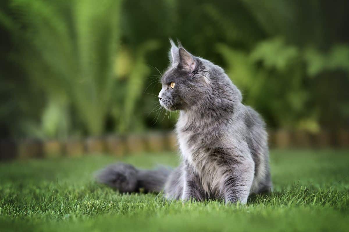 How To Keep Maine Coon Cats from Matting? (According to Vets) 