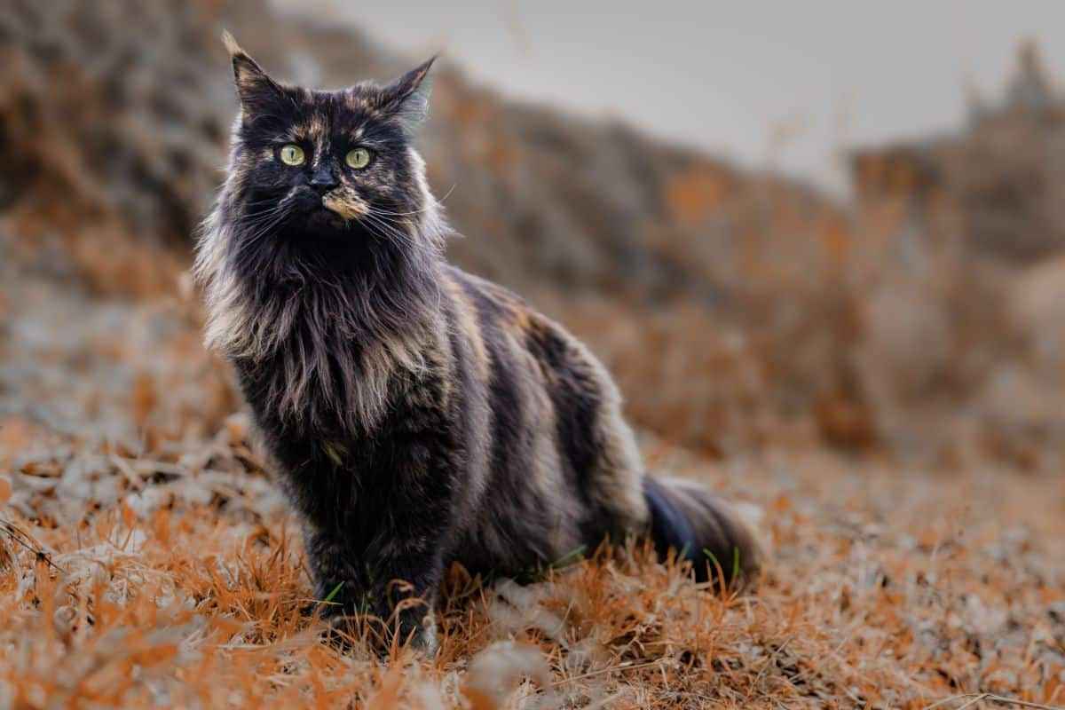 A majestic-looking black maine coon sitting outdoor.