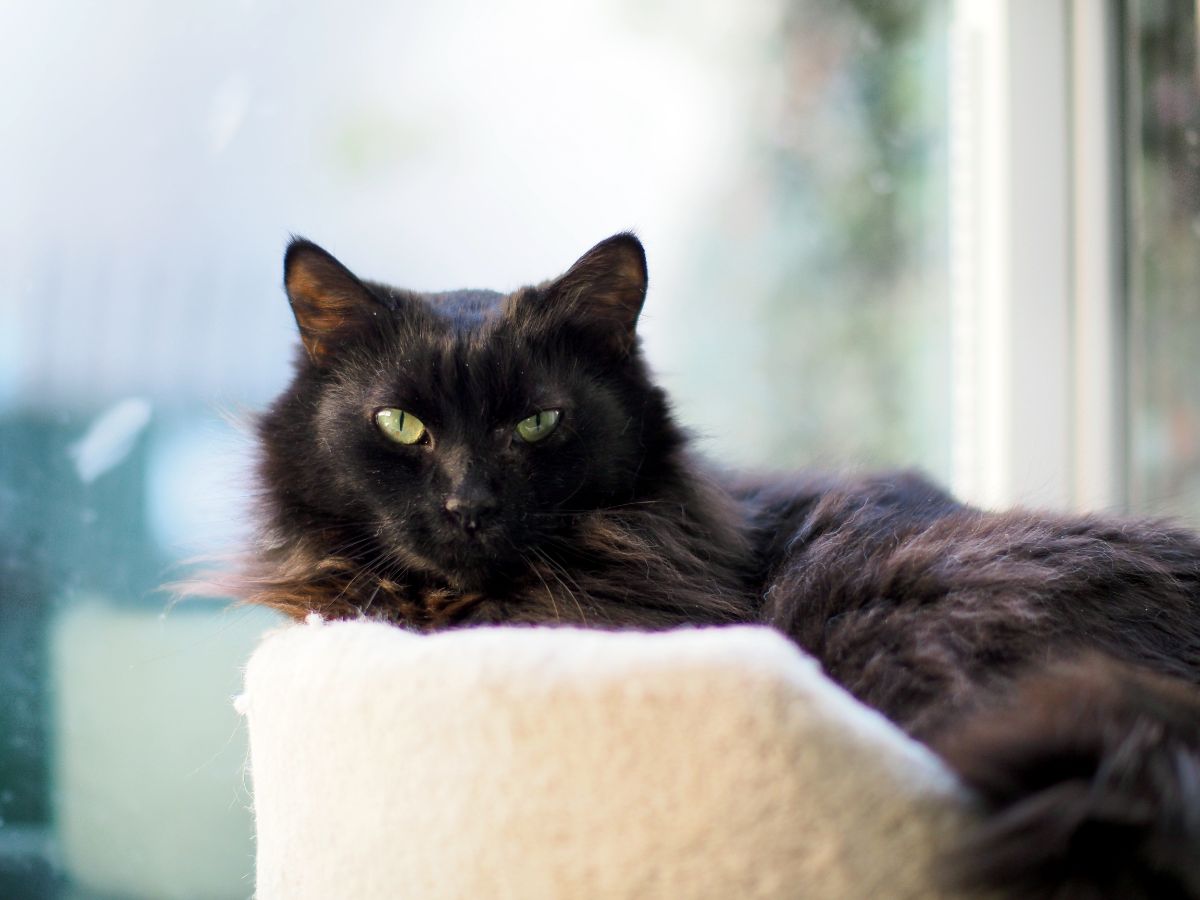 A black maine coon lying on a cat bed.