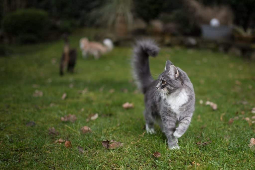 Will Maine Coons Run Away? (What Experts Say) - MaineCoon.org