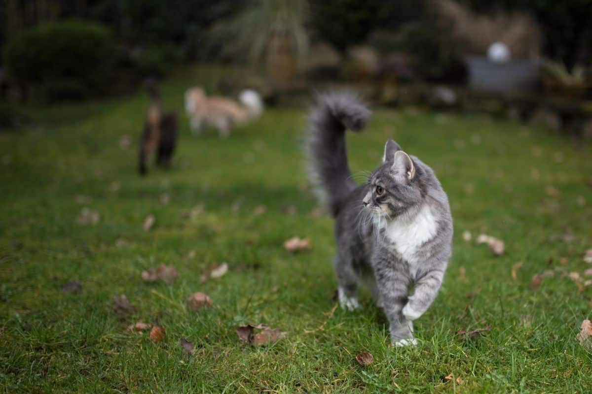 A blue tabby maine coon walking in a backyard with two other cats.