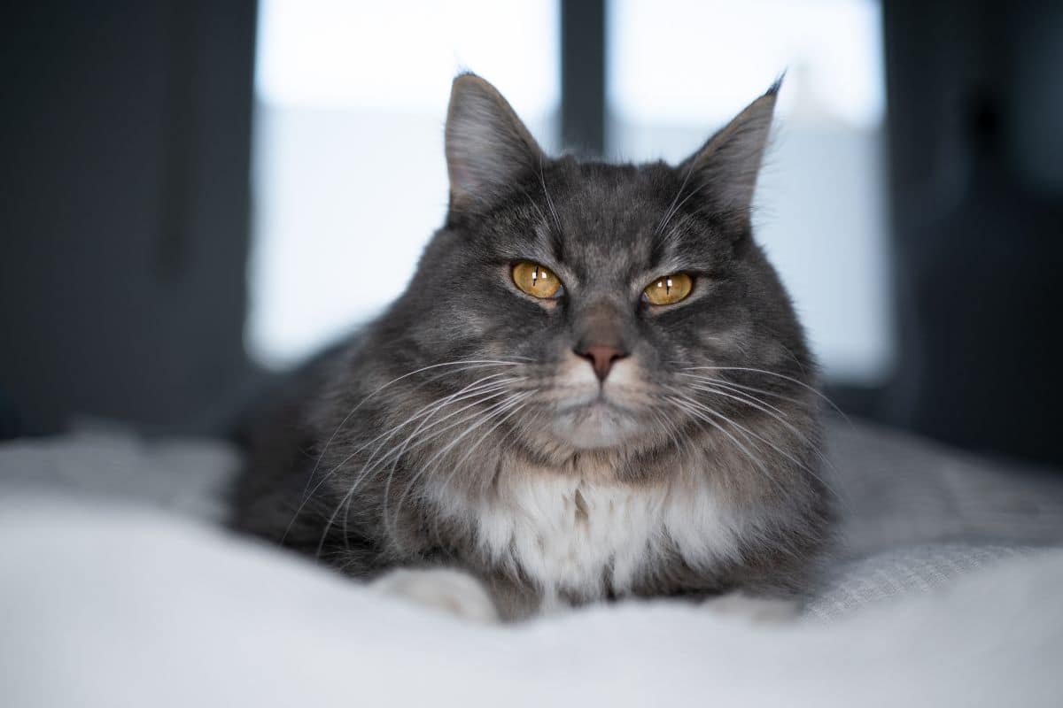 A gray maine coon lying on a bed.