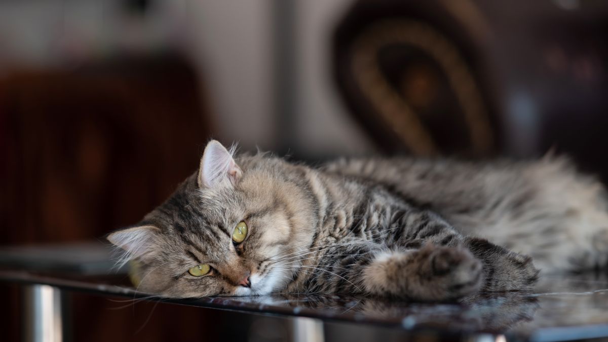 A bored-looking gray maine coon lying on a table.
