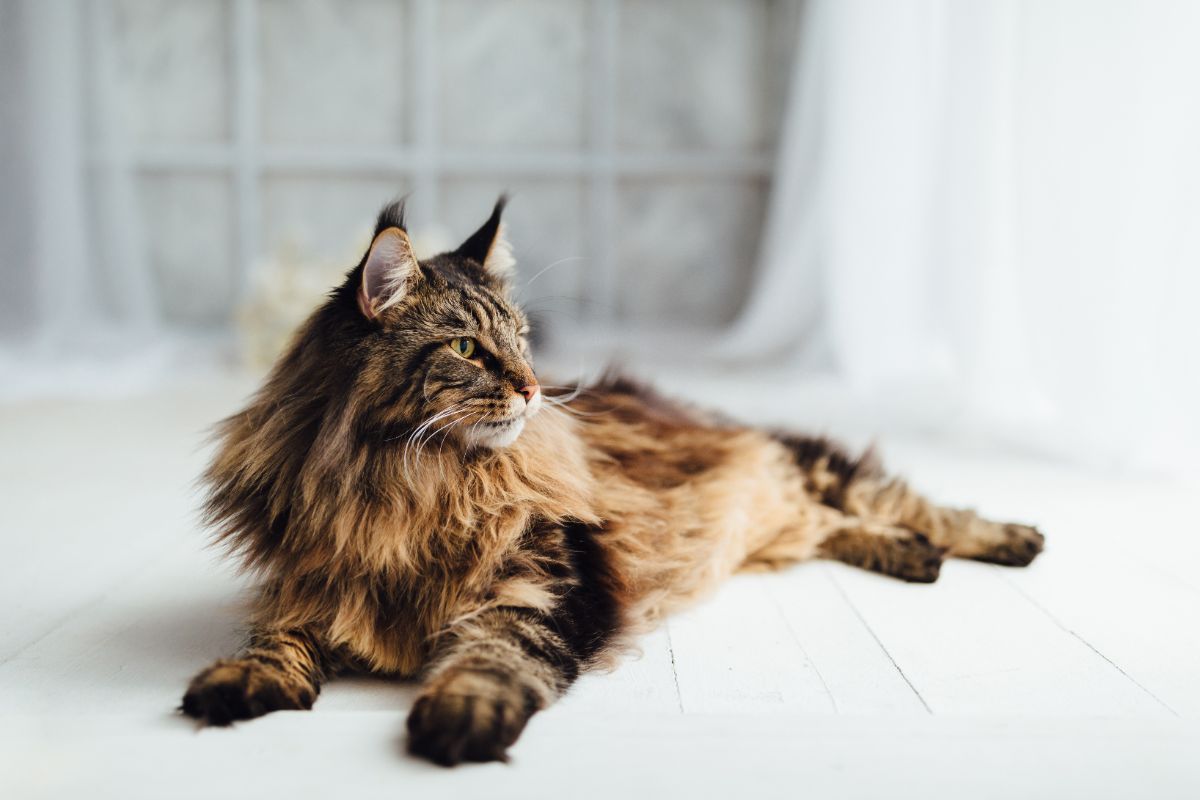 A brindle maine coon lying on a floor.
