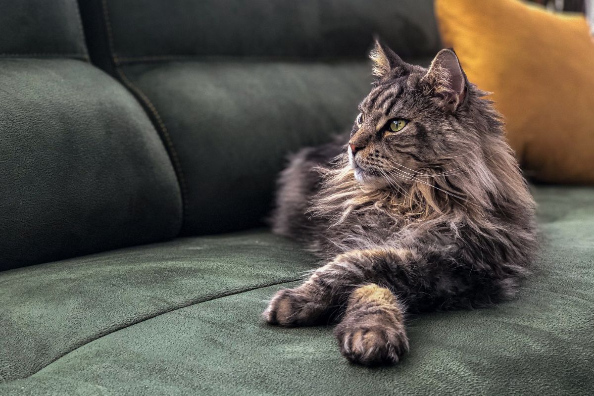 A brown maine coon lying on a green sofa.