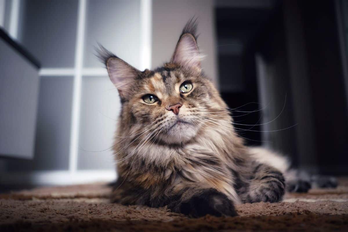 A brown fluffy maine coon lying on a carpet at night.