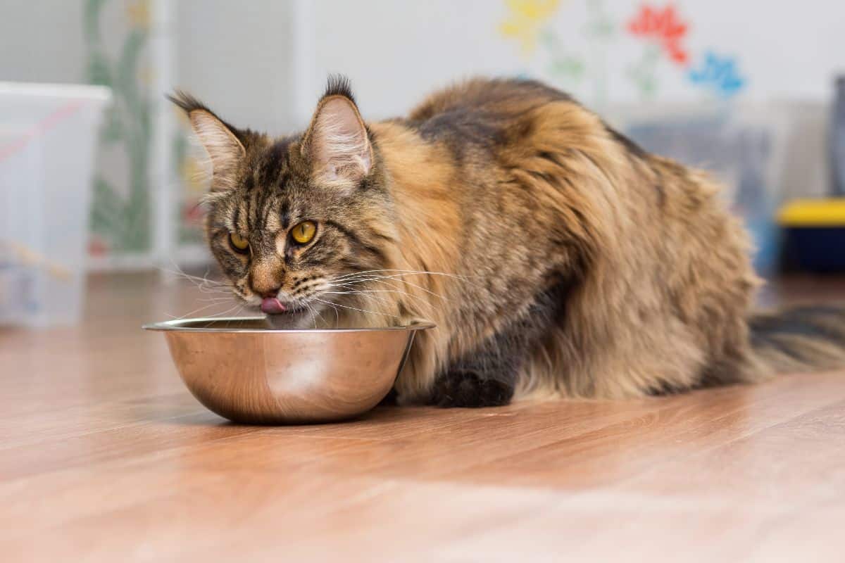 A big brown maine coon cat eating from a bowl.