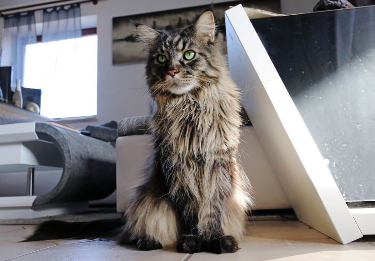 A gray maine coon sitting on the floor.