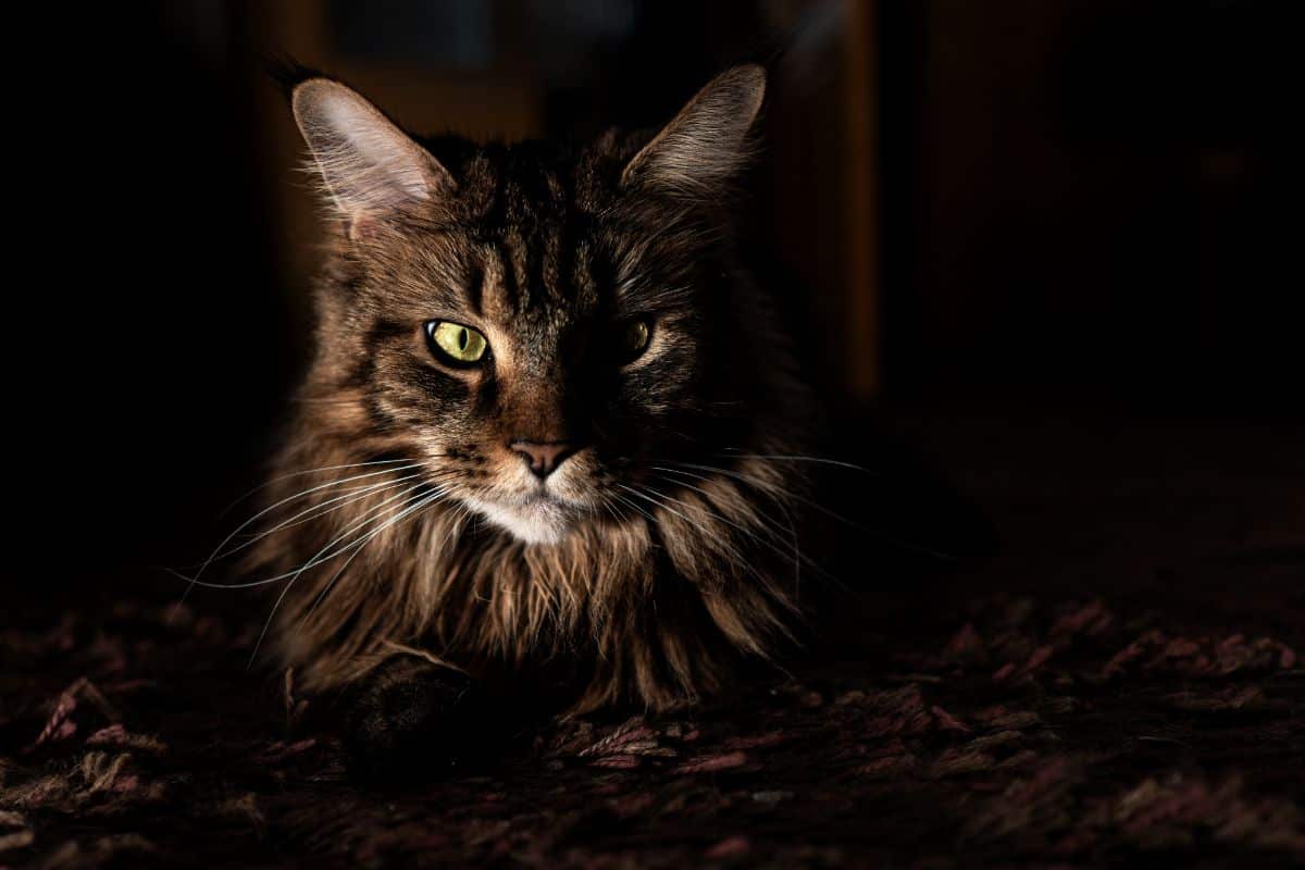 A brown fluffy maine coon at night.