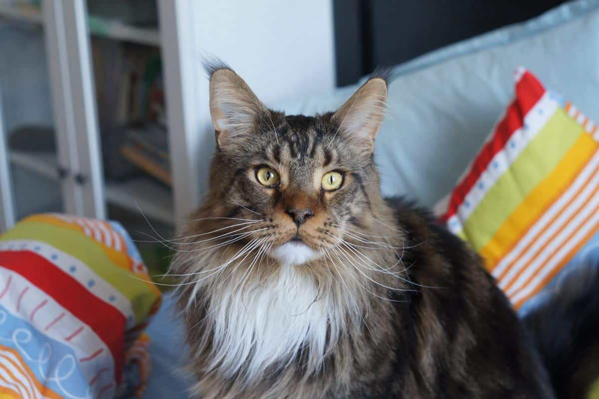 A browm flulffy maine coon on a sofa.