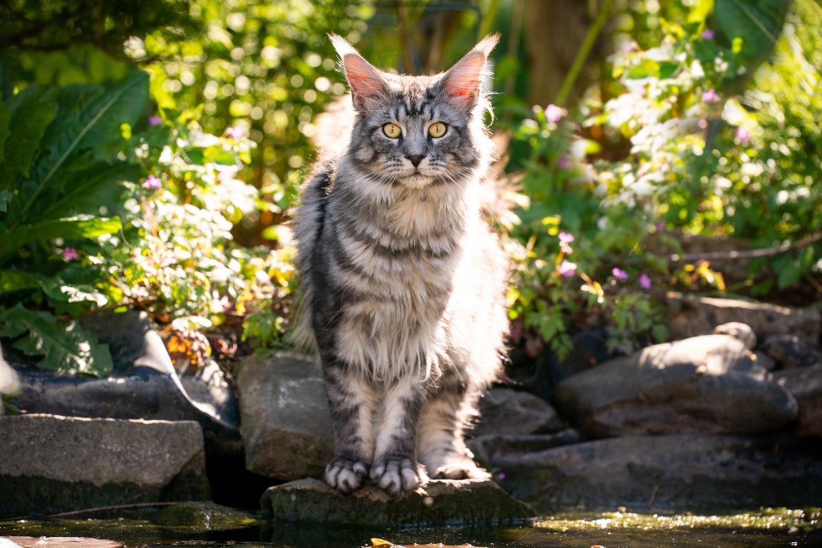 A big fluffy gray maine coon standing on rock in a garden on a sunny day.
